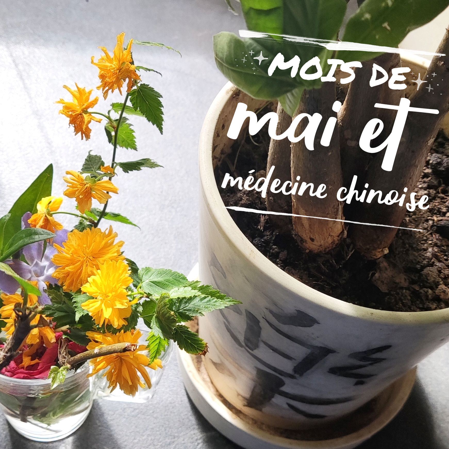 Médecine chinoise mois de mai 2021