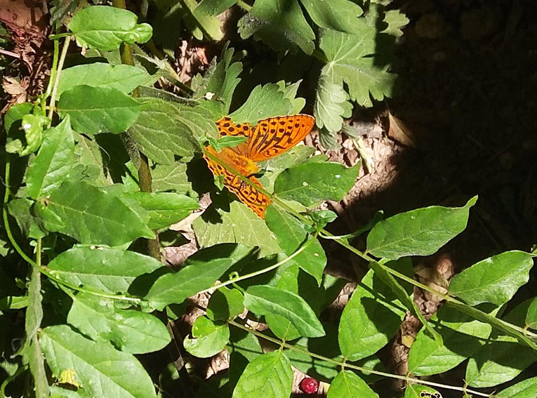 Test Prophétie des papillons, explications